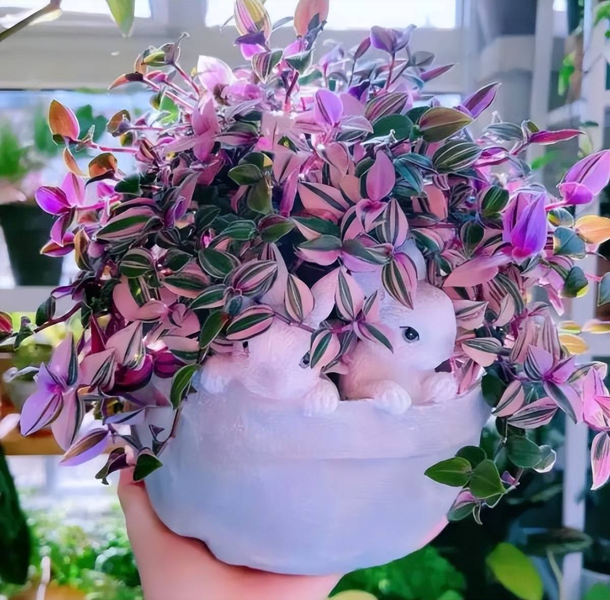 Ngất ngây với cây cảnh hồng phấn lãng mạn, xinh đẹp hơn hoa - Ảnh 1. Ngất ngây với cây cảnh hồng phấn lãng mạn, xinh đẹp hơn hoa - Ảnh 1.