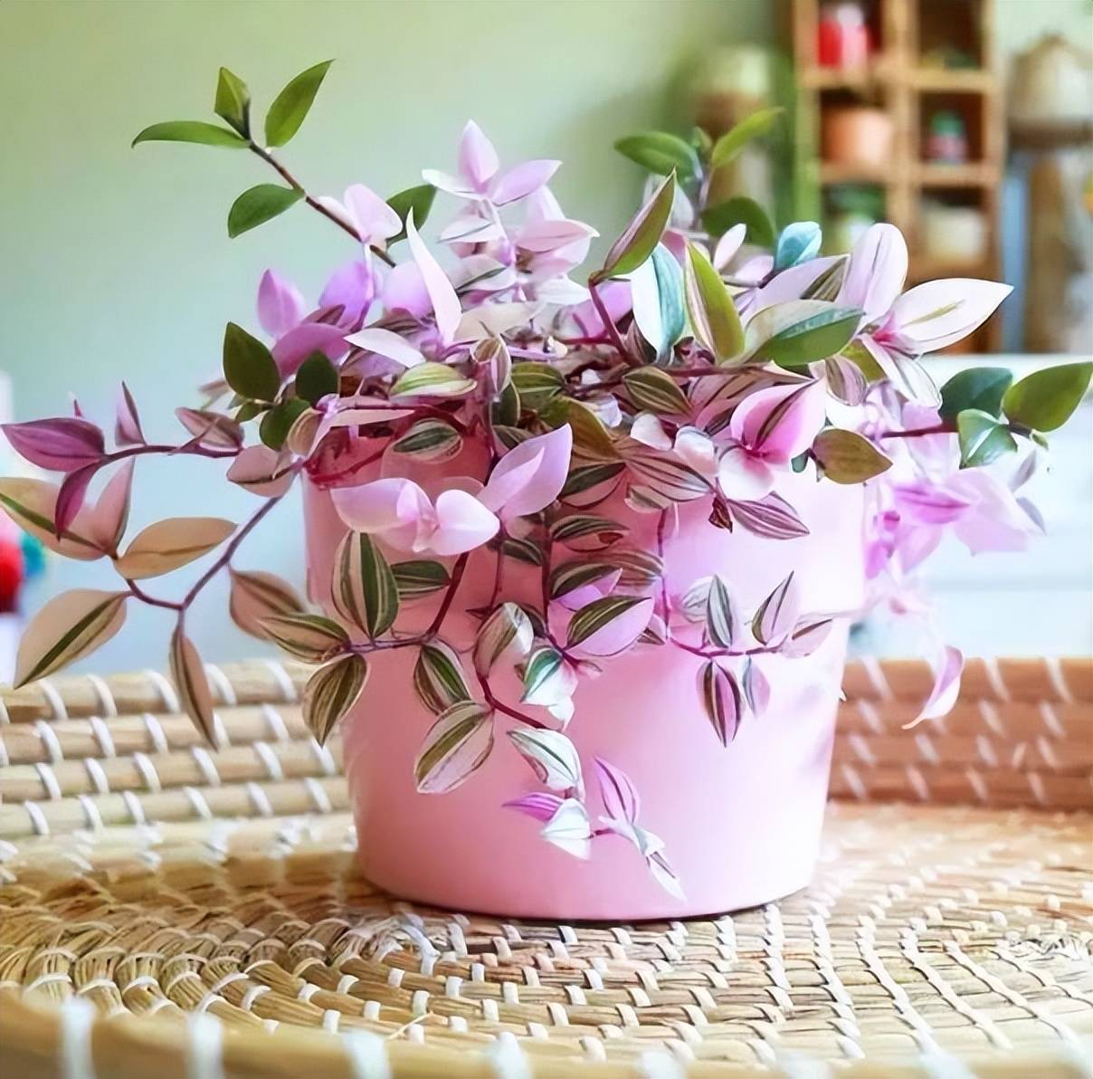 Ngất ngây với cây cảnh hồng phấn lãng mạn, xinh đẹp hơn hoa - Ảnh 2. Ngất ngây với cây cảnh hồng phấn lãng mạn, xinh đẹp hơn hoa - Ảnh 2.