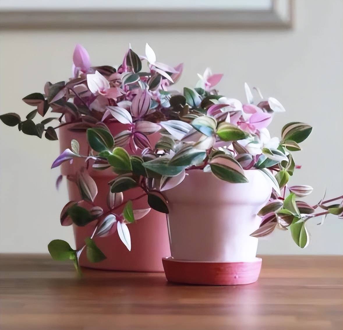 Ngất ngây với cây cảnh hồng phấn lãng mạn, xinh đẹp hơn hoa - Ảnh 5. Ngất ngây với cây cảnh hồng phấn lãng mạn, xinh đẹp hơn hoa - Ảnh 5.
