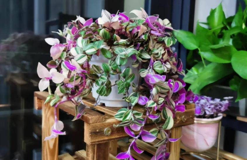 Ngất ngây với cây cảnh hồng phấn lãng mạn, xinh đẹp hơn hoa - Ảnh 3. Ngất ngây với cây cảnh hồng phấn lãng mạn, xinh đẹp hơn hoa - Ảnh 3.
