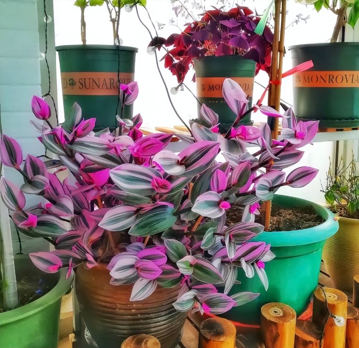 Ngất ngây với cây cảnh hồng phấn lãng mạn, xinh đẹp hơn hoa - Ảnh 6. Ngất ngây với cây cảnh hồng phấn lãng mạn, xinh đẹp hơn hoa - Ảnh 6.