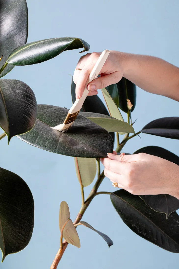 Cây cảnh có "nhà máy" cần làm sạch thường xuyên, dùng gia vị càng thêm xanh bóng - Ảnh 7.