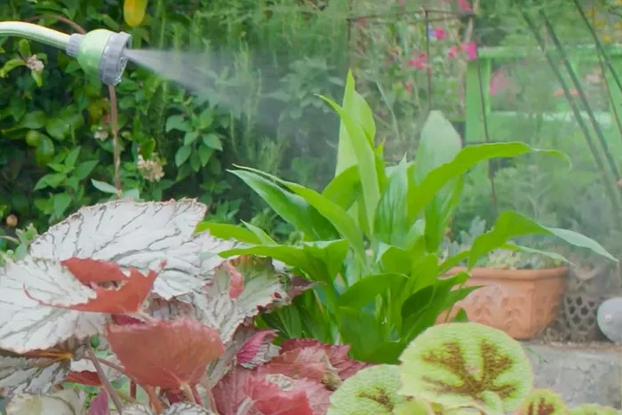 Cây cảnh có "nhà máy" cần làm sạch thường xuyên, dùng gia vị càng thêm xanh bóng - Ảnh 3.