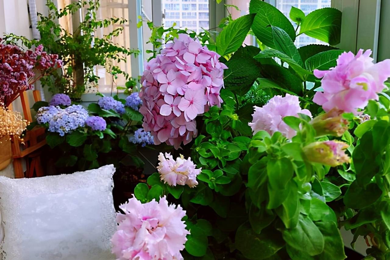 6 bí quyết bón phân cho cây cảnh vào mùa hè, làm sai là phải tốn "bó lớn" thời gian, công sức - Ảnh 6.