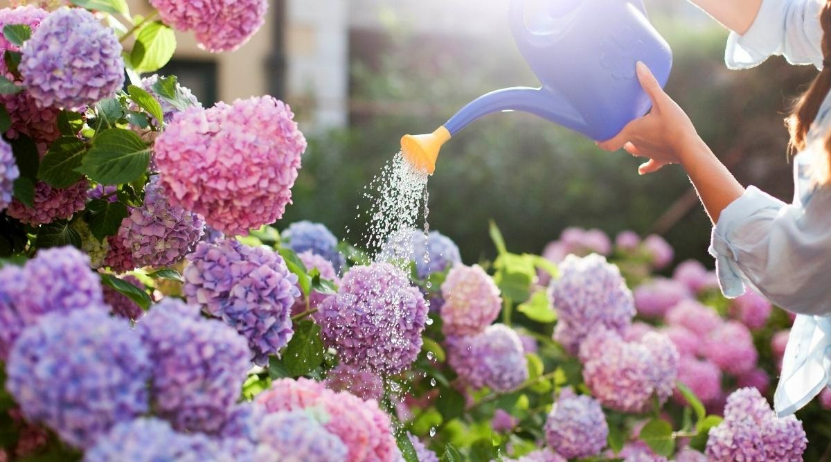 6 bí quyết bón phân cho cây cảnh vào mùa hè, làm sai là phải tốn "bó lớn" thời gian, công sức - Ảnh 5.