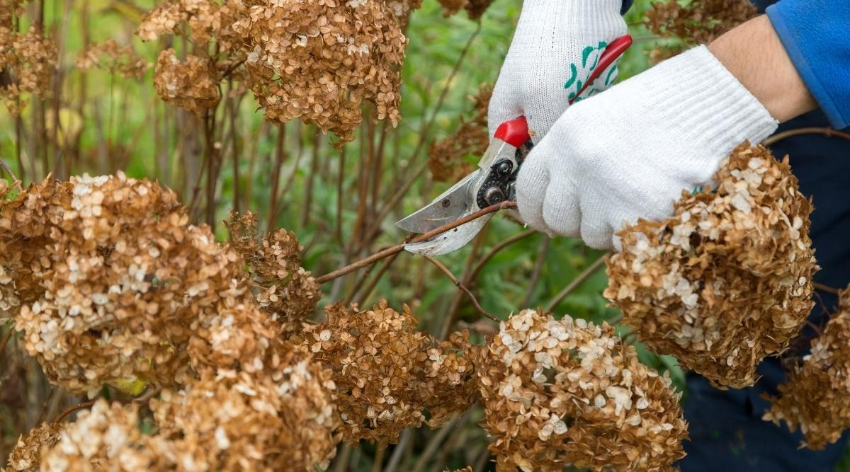 6 bí quyết bón phân cho cây cảnh vào mùa hè, làm sai là phải tốn "bó lớn" thời gian, công sức - Ảnh 2.