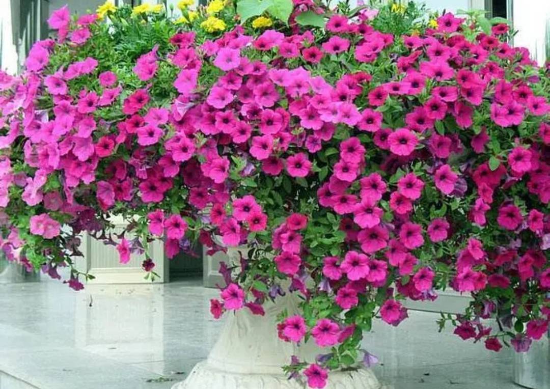 6 bí quyết bón phân cho cây cảnh vào mùa hè, làm sai là phải tốn "bó lớn" thời gian, công sức - Ảnh 1.