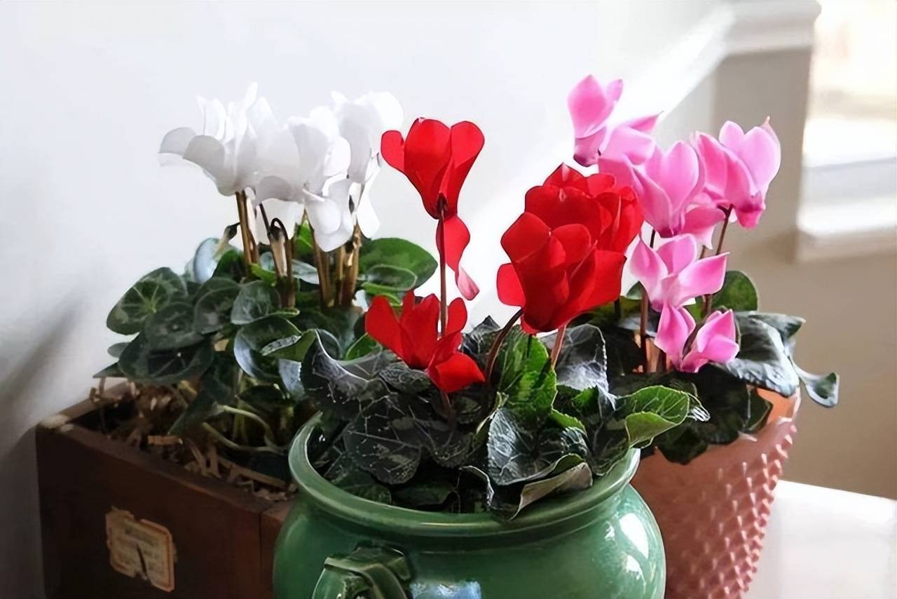 Cảnh báo: thấy 4 cây cảnh này ra nụ phải bạo tay ngắt bỏ mới sống sót qua mùa hè - Ảnh 9. Cảnh báo: thấy 4 cây cảnh này ra nụ phải bạo tay ngắt bỏ mới sống sót qua mùa hè - Ảnh 9.