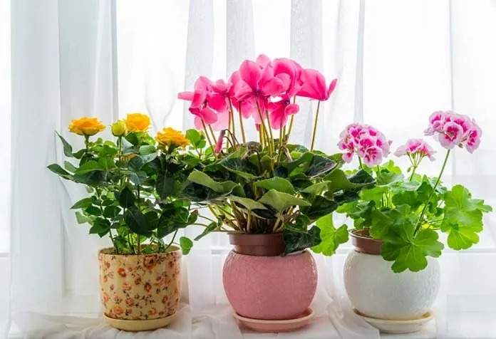 Cảnh báo: thấy 4 cây cảnh này ra nụ phải bạo tay ngắt bỏ mới sống sót qua mùa hè - Ảnh 8. Cảnh báo: thấy 4 cây cảnh này ra nụ phải bạo tay ngắt bỏ mới sống sót qua mùa hè - Ảnh 8.