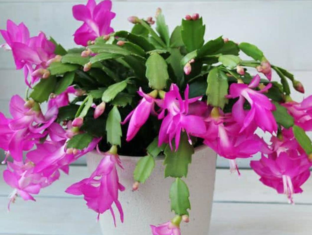 Cảnh báo: thấy 4 cây cảnh này ra nụ phải bạo tay ngắt bỏ mới sống sót qua mùa hè - Ảnh 6. Cảnh báo: thấy 4 cây cảnh này ra nụ phải bạo tay ngắt bỏ mới sống sót qua mùa hè - Ảnh 6.