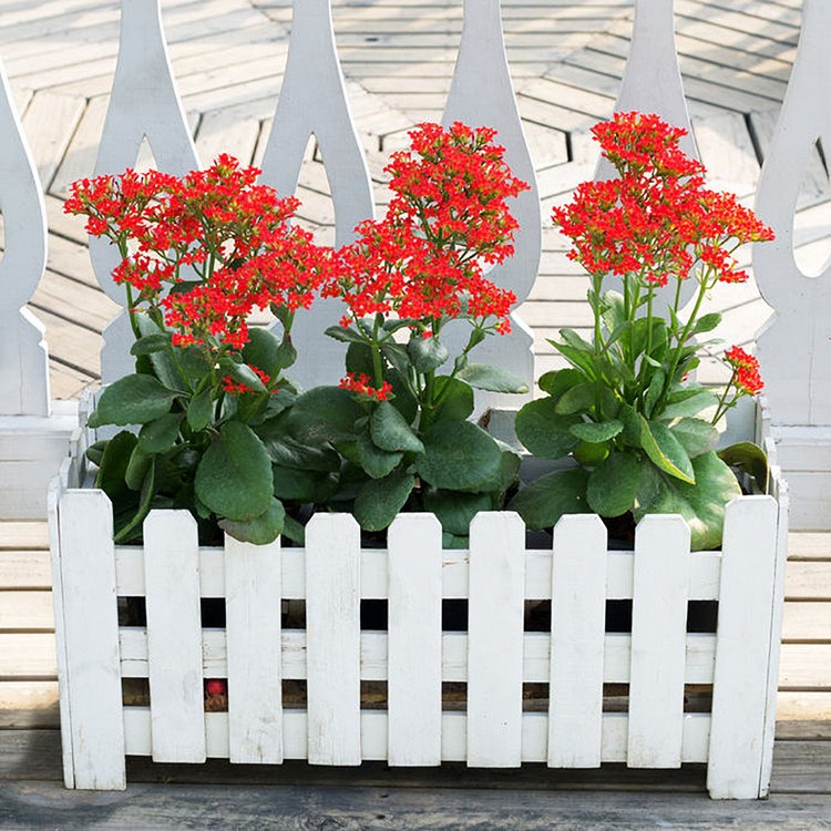 Cảnh báo: thấy 4 cây cảnh này ra nụ phải bạo tay ngắt bỏ mới sống sót qua mùa hè - Ảnh 5. Cảnh báo: thấy 4 cây cảnh này ra nụ phải bạo tay ngắt bỏ mới sống sót qua mùa hè - Ảnh 5.