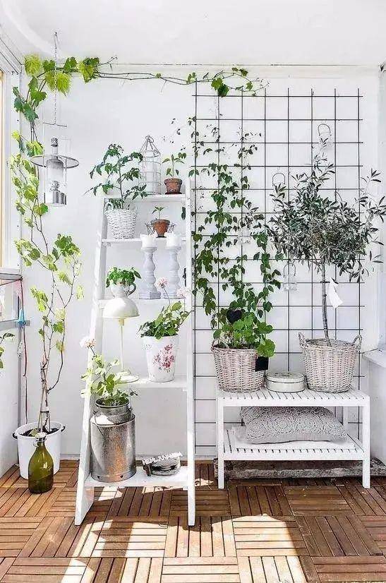 Trồng cây cảnh thế nào để biến ban công nhỏ thành khu vườn nhỏ xinh, quyến rũ? - Ảnh 11.