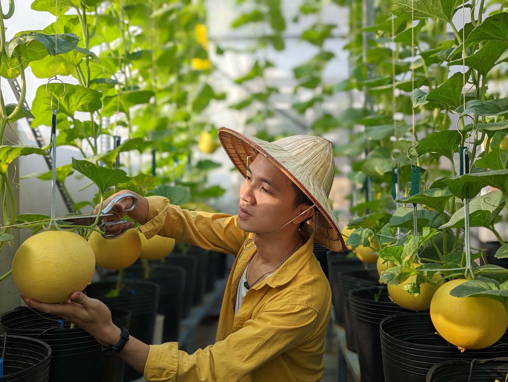 Bí quyết trồng dưa lưới bội thu trên sân thượng của chàng kiến trúc sư 9x  - Ảnh 1.