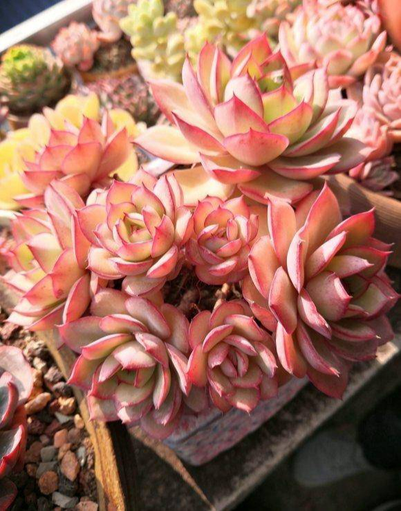 8 cách để chết "lãng xẹt" của cây cảnh mọng nước trong mùa hè, yếu ớt đến khó tin - Ảnh 2.