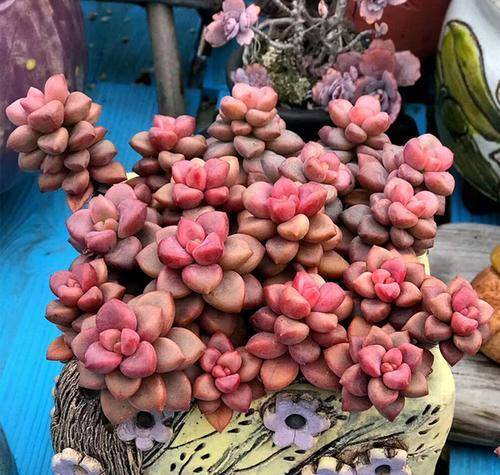 8 cách để chết "lãng xẹt" của cây cảnh mọng nước trong mùa hè, yếu ớt đến khó tin - Ảnh 5.