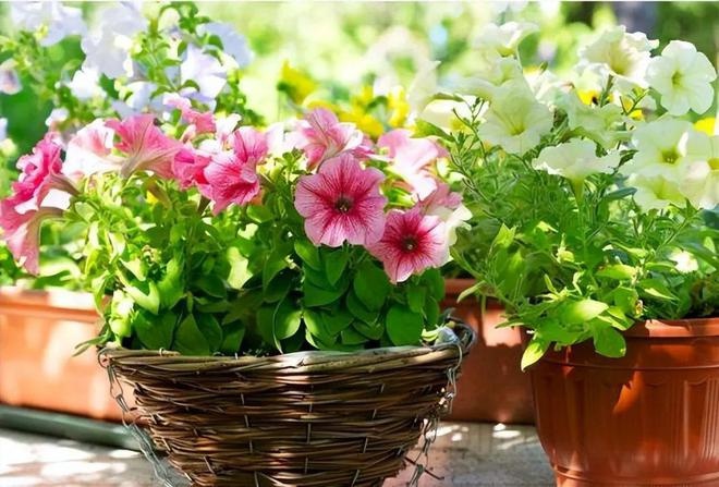 Dùng nước đậu nành để trồng hoa, làm tốt 2 điểm này hiệu quả gấp 10 lần - Ảnh 1. Dùng nước đậu nành để trồng hoa, làm tốt 2 điểm này hiệu quả gấp 10 lần - Ảnh 1.