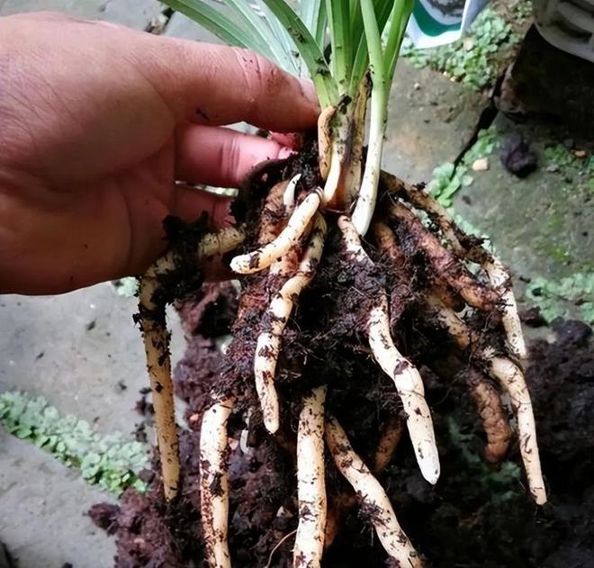 Dùng nước đậu nành để trồng hoa, làm tốt 2 điểm này hiệu quả gấp 10 lần - Ảnh 2. Dùng nước đậu nành để trồng hoa, làm tốt 2 điểm này hiệu quả gấp 10 lần - Ảnh 2.