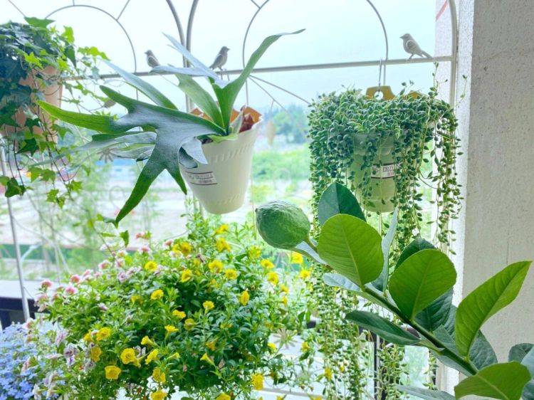 Muốn biến ban công thành thế giới cây cảnh, tràn ngập sắc hương thì hãy lưu ý 5 điều này  - Ảnh 5.