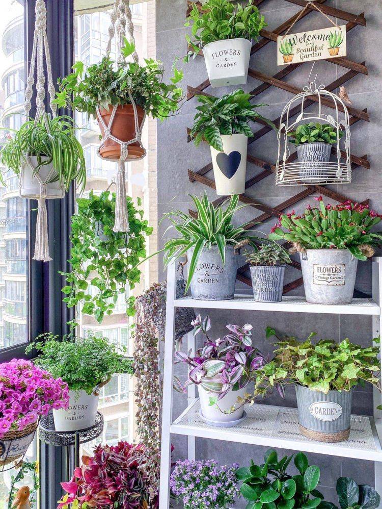 Muốn biến ban công thành thế giới cây cảnh, tràn ngập sắc hương thì hãy lưu ý 5 điều này  - Ảnh 6.