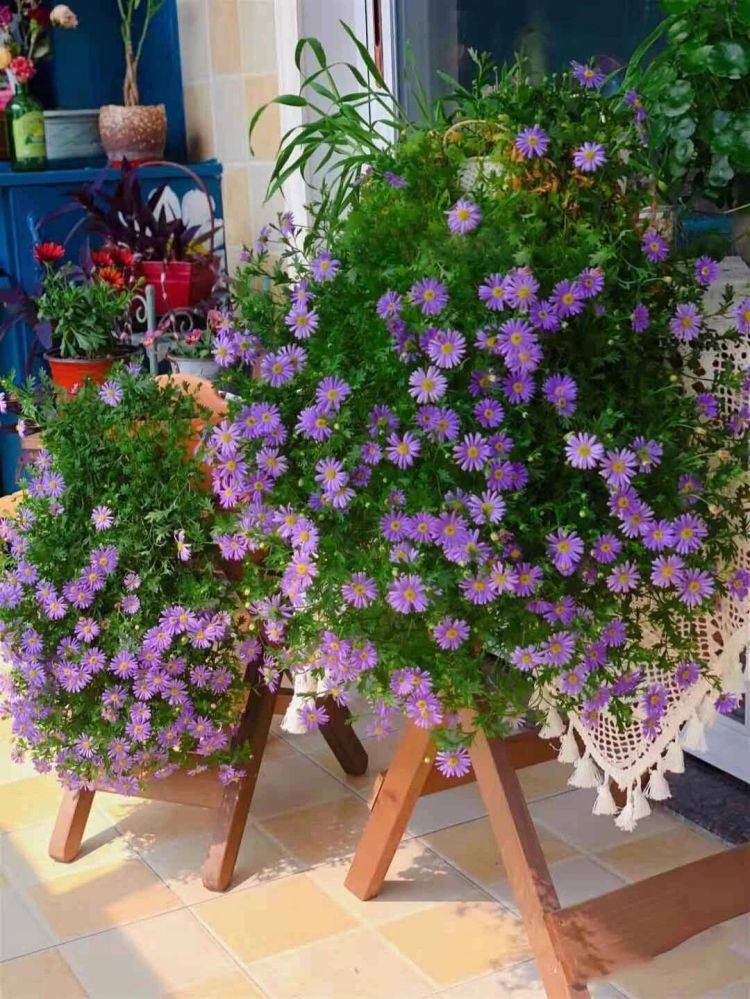 Muốn biến ban công thành thế giới cây cảnh, tràn ngập sắc hương thì hãy lưu ý 5 điều này  - Ảnh 7.