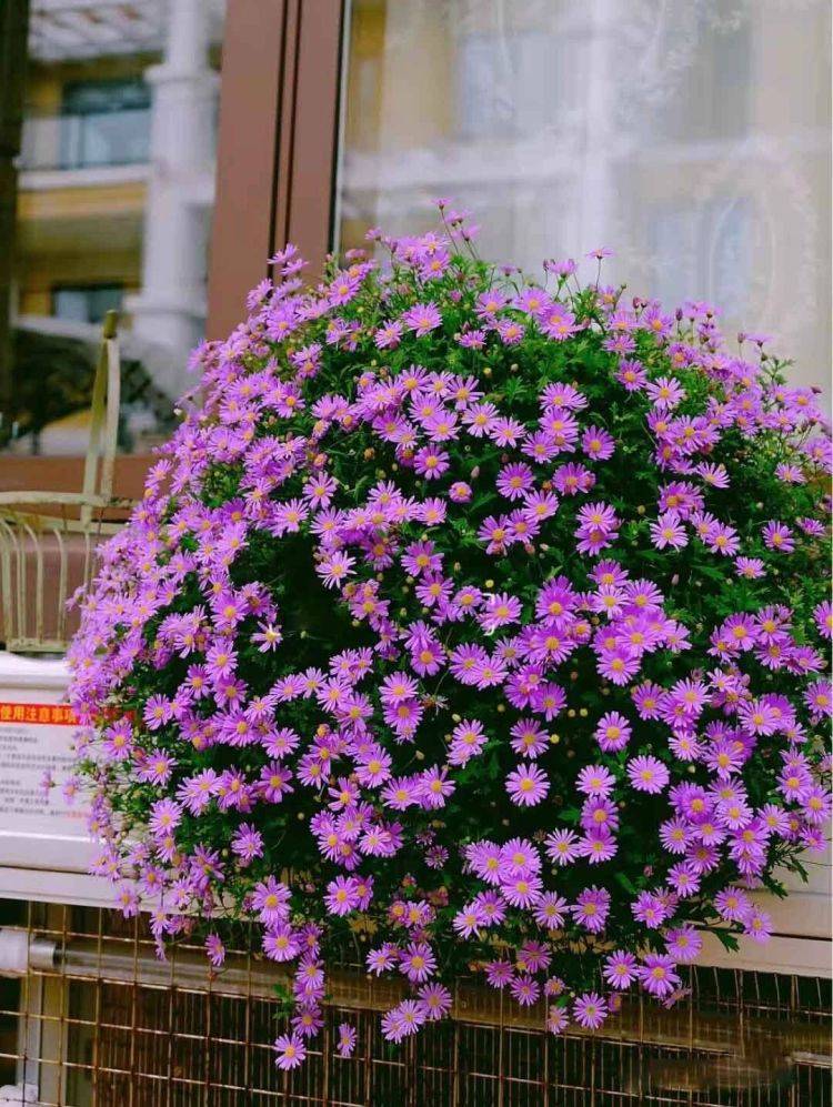 Muốn biến ban công thành thế giới cây cảnh, tràn ngập sắc hương thì hãy lưu ý 5 điều này  - Ảnh 8.