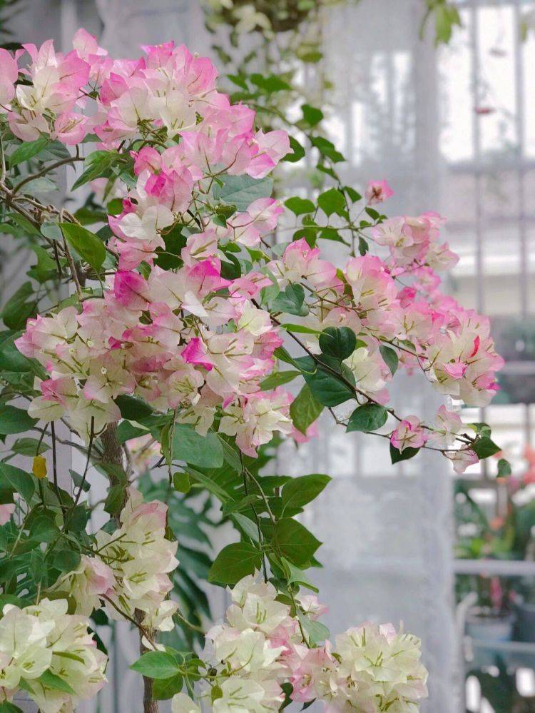 Muốn biến ban công thành thế giới cây cảnh, tràn ngập sắc hương thì hãy lưu ý 5 điều này  - Ảnh 9.