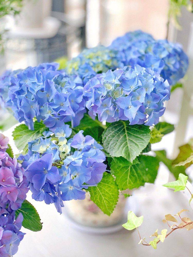 Muốn biến ban công thành thế giới cây cảnh, tràn ngập sắc hương thì hãy lưu ý 5 điều này  - Ảnh 10.