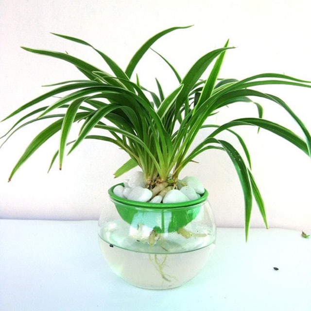 6 cây cảnh thanh lọc không khí vừa quen vừa lạ, hình dáng độc đáo không ngờ - Ảnh 3. 6 cây cảnh thanh lọc không khí vừa quen vừa lạ, hình dáng độc đáo không ngờ - Ảnh 3.