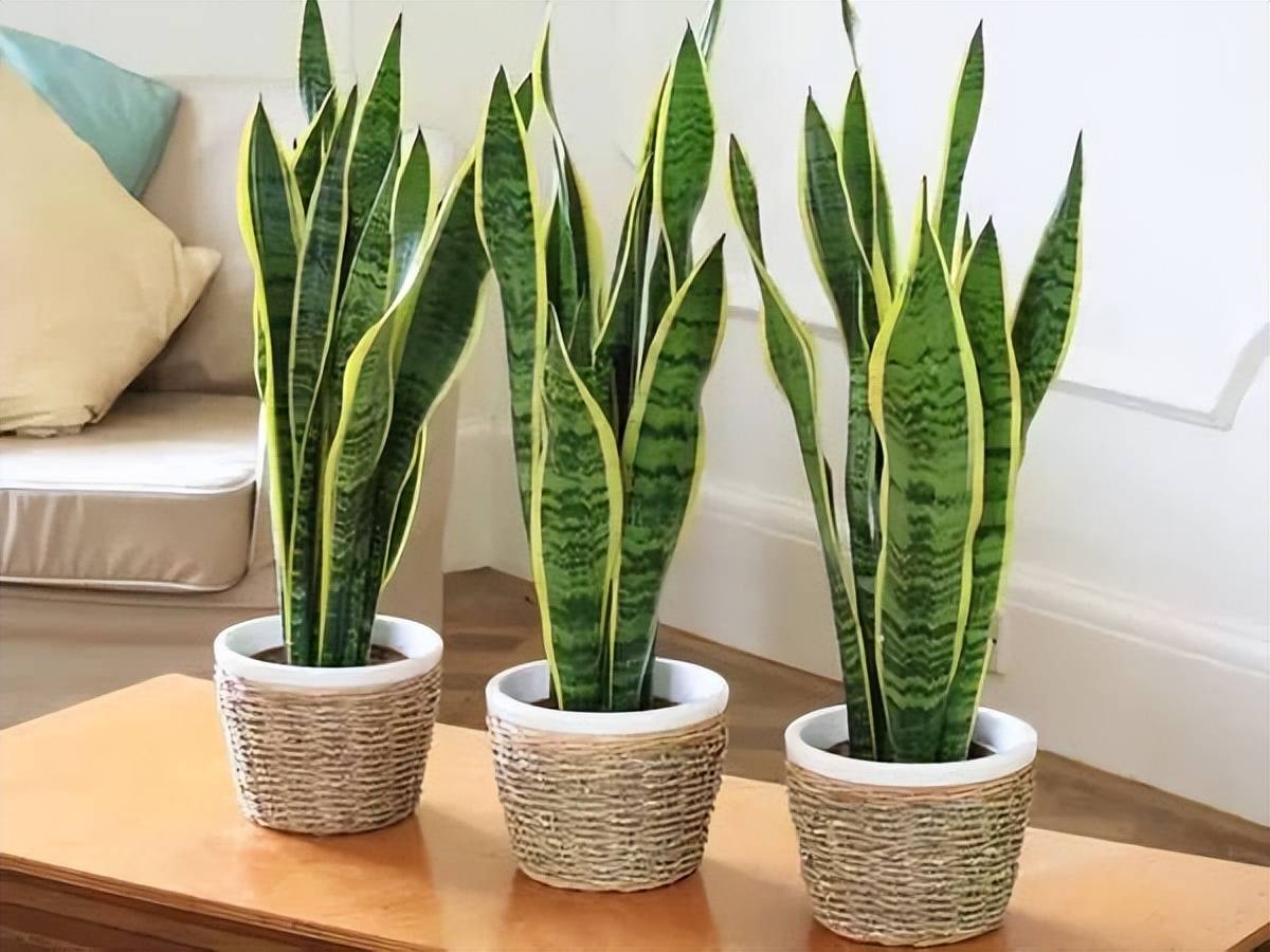 6 cây cảnh thanh lọc không khí vừa quen vừa lạ, hình dáng độc đáo không ngờ - Ảnh 5. 6 cây cảnh thanh lọc không khí vừa quen vừa lạ, hình dáng độc đáo không ngờ - Ảnh 5.