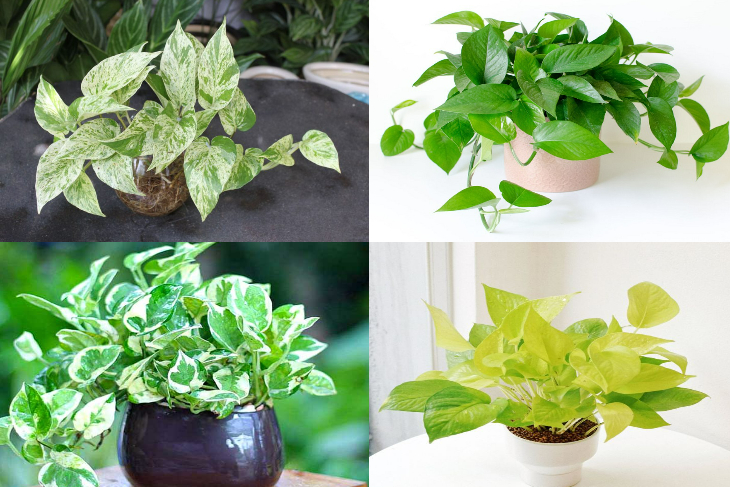 6 cây cảnh thanh lọc không khí vừa quen vừa lạ, hình dáng độc đáo không ngờ - Ảnh 8. 6 cây cảnh thanh lọc không khí vừa quen vừa lạ, hình dáng độc đáo không ngờ - Ảnh 8.