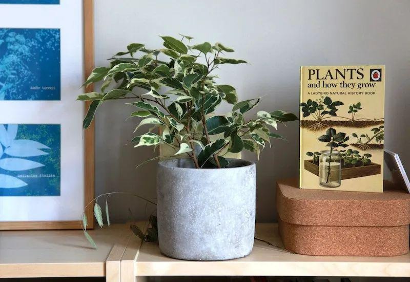 6 cây cảnh thanh lọc không khí vừa quen vừa lạ, hình dáng độc đáo không ngờ - Ảnh 9. 6 cây cảnh thanh lọc không khí vừa quen vừa lạ, hình dáng độc đáo không ngờ - Ảnh 9.
