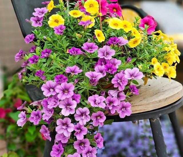 Không cần tốn tiền mua phân bón cây cảnh, tưới đủ 4 loại nước này, đất thêm màu mỡ, hoa nở rực rỡ - Ảnh 1.