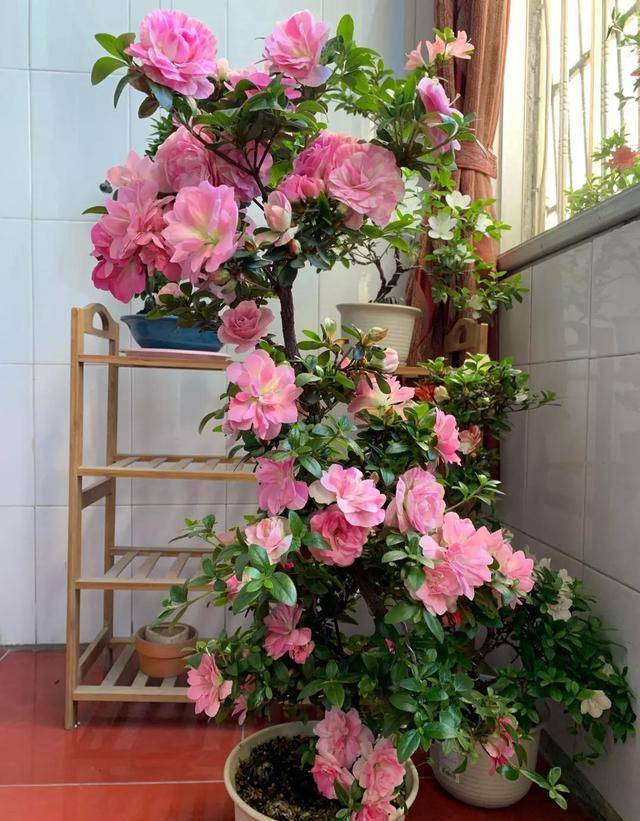 6 cây cảnh sang chảnh, cực đẹp nhưng khó nuôi, chưa có kinh nghiệm 3 năm thì đừng nhảy hố - Ảnh 6. 6 cây cảnh sang chảnh, cực đẹp nhưng khó nuôi, chưa có kinh nghiệm 3 năm thì đừng nhảy hố - Ảnh 6.