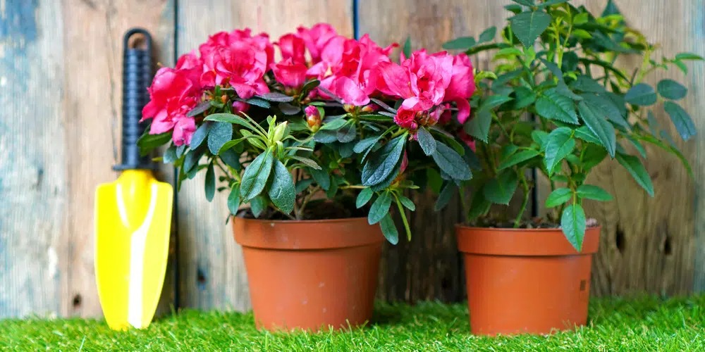 6 cây cảnh sang chảnh, cực đẹp nhưng khó nuôi, chưa có kinh nghiệm 3 năm thì đừng nhảy hố - Ảnh 1. 6 cây cảnh sang chảnh, cực đẹp nhưng khó nuôi, chưa có kinh nghiệm 3 năm thì đừng nhảy hố - Ảnh 1.
