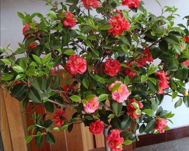 6 cây cảnh sang chảnh, cực đẹp nhưng khó nuôi, chưa có kinh nghiệm 3 năm thì đừng nhảy hố - Ảnh 3. 6 cây cảnh sang chảnh, cực đẹp nhưng khó nuôi, chưa có kinh nghiệm 3 năm thì đừng nhảy hố - Ảnh 3.