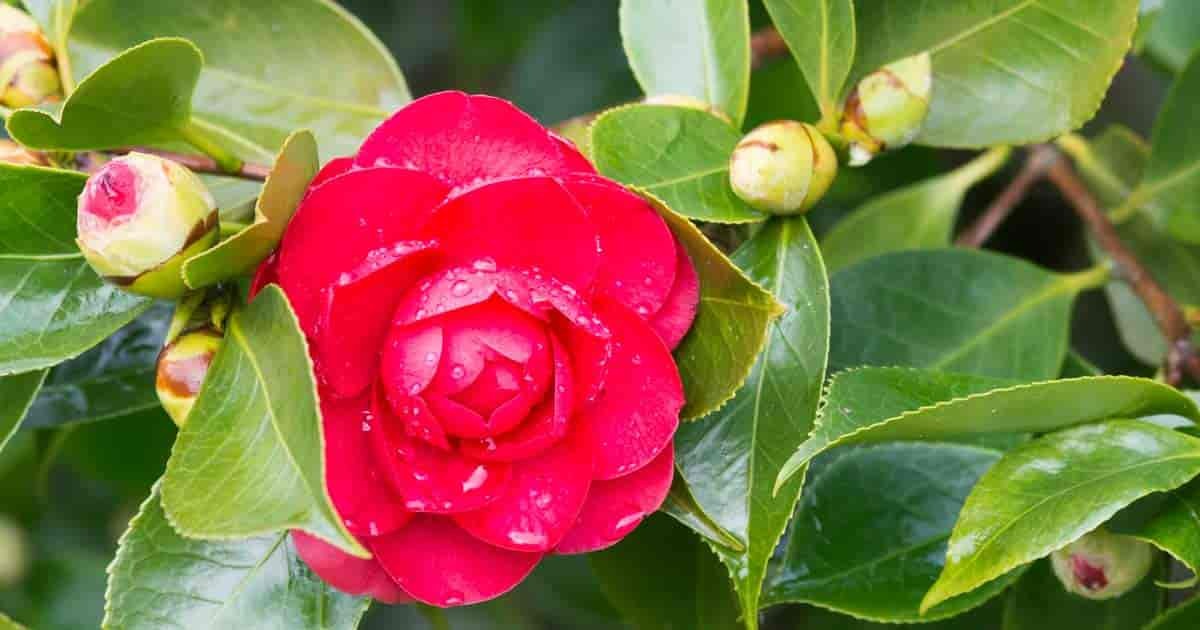 6 cây cảnh sang chảnh, cực đẹp nhưng khó nuôi, chưa có kinh nghiệm 3 năm thì đừng nhảy hố - Ảnh 2. 6 cây cảnh sang chảnh, cực đẹp nhưng khó nuôi, chưa có kinh nghiệm 3 năm thì đừng nhảy hố - Ảnh 2.