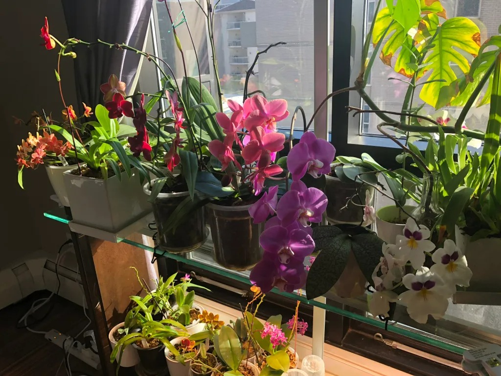 6 cây cảnh sang chảnh, cực đẹp nhưng khó nuôi, chưa có kinh nghiệm 3 năm thì đừng nhảy hố - Ảnh 13. 6 cây cảnh sang chảnh, cực đẹp nhưng khó nuôi, chưa có kinh nghiệm 3 năm thì đừng nhảy hố - Ảnh 13.