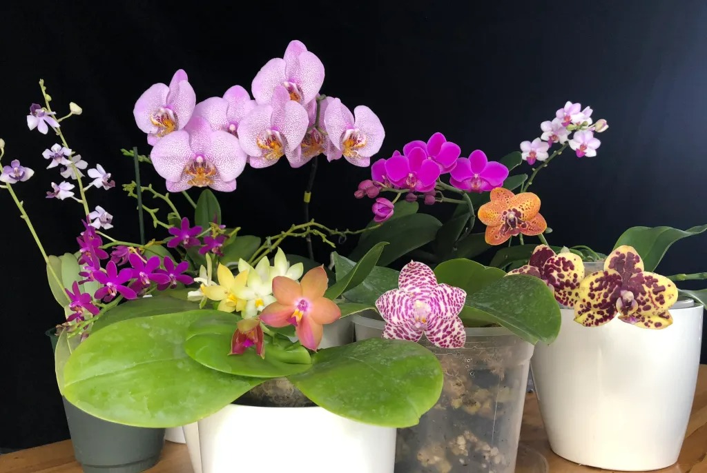 6 cây cảnh sang chảnh, cực đẹp nhưng khó nuôi, chưa có kinh nghiệm 3 năm thì đừng nhảy hố - Ảnh 12. 6 cây cảnh sang chảnh, cực đẹp nhưng khó nuôi, chưa có kinh nghiệm 3 năm thì đừng nhảy hố - Ảnh 12.