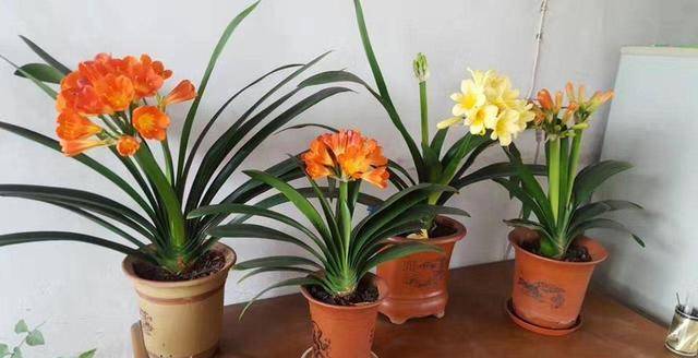 6 cây cảnh sang chảnh, cực đẹp nhưng khó nuôi, chưa có kinh nghiệm 3 năm thì đừng nhảy hố - Ảnh 10. 6 cây cảnh sang chảnh, cực đẹp nhưng khó nuôi, chưa có kinh nghiệm 3 năm thì đừng nhảy hố - Ảnh 10.