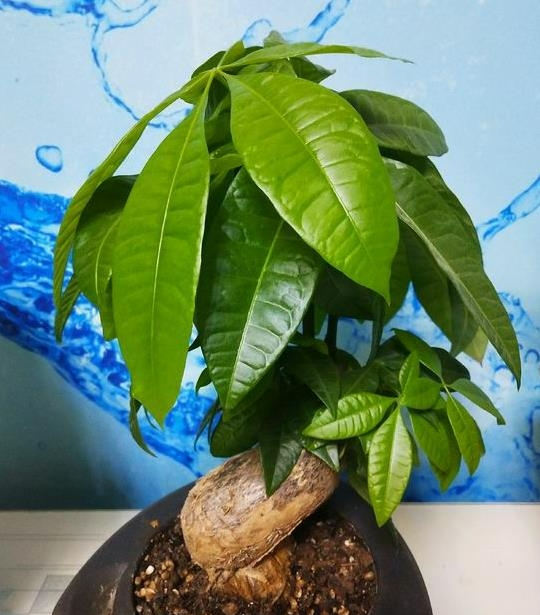 6 cây cảnh sang chảnh, cực đẹp nhưng khó nuôi, chưa có kinh nghiệm 3 năm thì đừng nhảy hố - Ảnh 16. 6 cây cảnh sang chảnh, cực đẹp nhưng khó nuôi, chưa có kinh nghiệm 3 năm thì đừng nhảy hố - Ảnh 16.