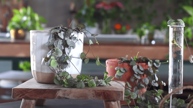 6 cây cảnh đẹp nao lòng, nhất định phải có trong nhà - Ảnh 4.