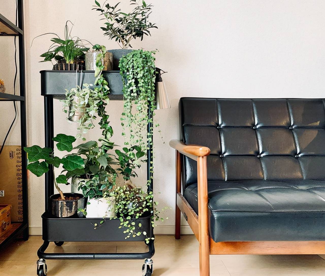 6 cây cảnh đẹp nao lòng, nhất định phải có trong nhà, giúp tâm hồn xanh tươi mỗi ngày - Ảnh 8.