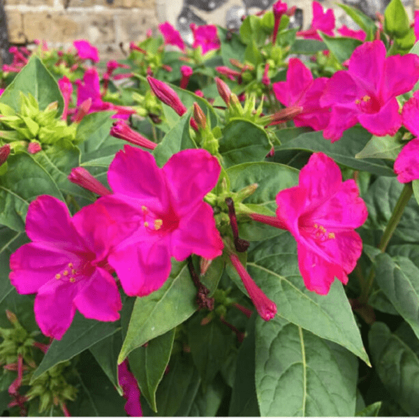 4 loại hoa hoang dại từng phổ biến ở nông thôn, giờ thành cây cảnh đẹp lộng lẫy  - Ảnh 2.