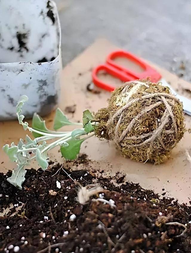 Trồng cây cảnh trong nhà cứ thấy xấu xấu, đó là vì bạn đã bỏ qua phụ kiện quan trọng này - Ảnh 18.