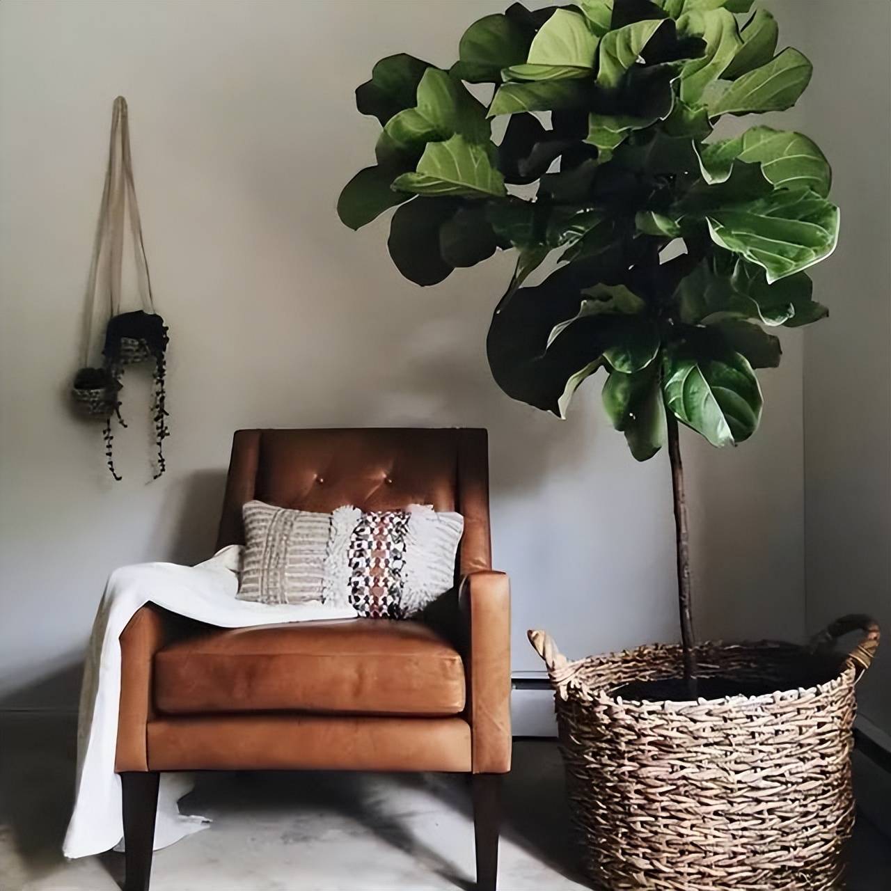 Trồng cây cảnh trong nhà cứ thấy xấu xấu, đó là vì bạn đã bỏ qua phụ kiện quan trọng này - Ảnh 5.