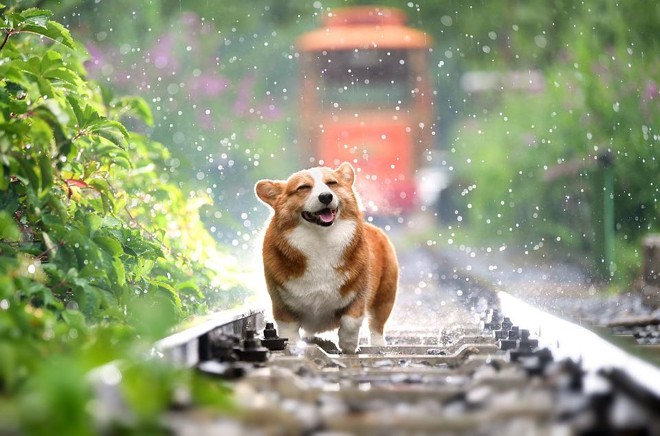 Mèo đến nhà thì khó, chó đến nhà thì sang: 5 con vật là đệ tử của Thần Tài, gọi tiền bạc về nhà - Ảnh 1. Mèo đến nhà thì khó, chó đến nhà thì sang: 5 con vật là đệ tử của Thần Tài, gọi tiền bạc về nhà - Ảnh 1.