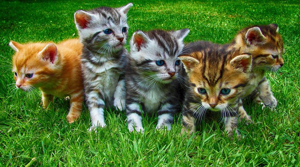 Mèo đến nhà thì khó, chó đến nhà thì sang: 5 con vật là đệ tử của Thần Tài, gọi tiền bạc về nhà - Ảnh 2. Mèo đến nhà thì khó, chó đến nhà thì sang: 5 con vật là đệ tử của Thần Tài, gọi tiền bạc về nhà - Ảnh 2.