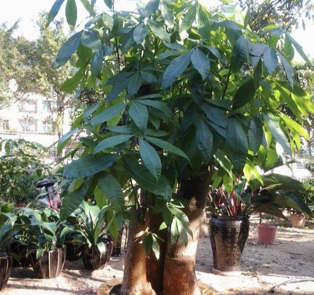 Lấy 3 tép tỏi băm chôn xuống dưới gốc cây kim ngân, rễ không bị thối, sớm mọc lá mới - Ảnh 1. Lấy 3 tép tỏi băm chôn xuống dưới gốc cây kim ngân, rễ không bị thối, sớm mọc lá mới - Ảnh 1.