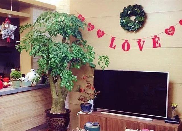 Đặt cây cảnh cạnh tivi vừa mang lại sinh khí cho ngôi nhà, lại chiêu tài, hút lộc - Ảnh 4.