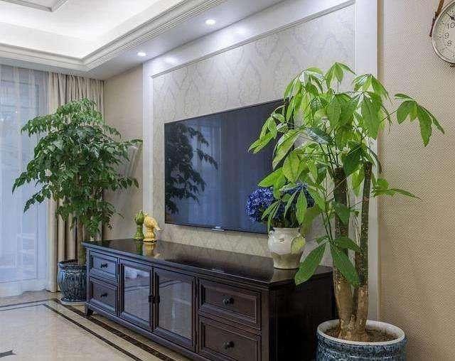 Đặt cây cảnh cạnh tivi vừa mang lại sinh khí cho ngôi nhà, lại chiêu tài, hút lộc - Ảnh 5.